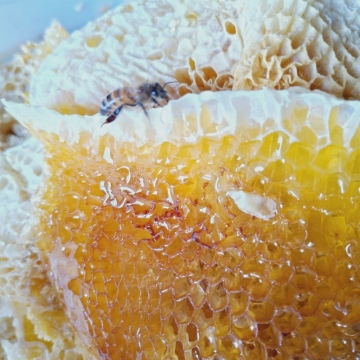 整理蜂箱裡的蜂巢