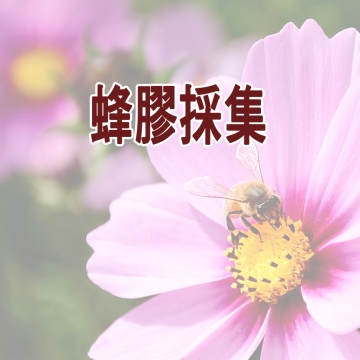 綠蜂膠採收