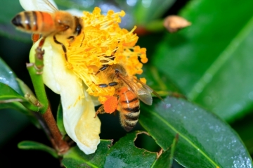 給蜜蜂們吃營養滿滿的花粉餅