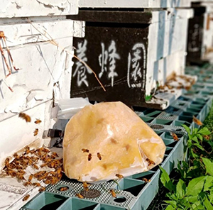 100%生鮮蜂蛹1公斤(1000g).原價1000元 特價700元