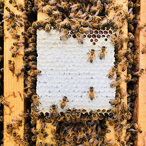 100%天然蜂巢蜜 天然口香糖 原價800元 特價500元